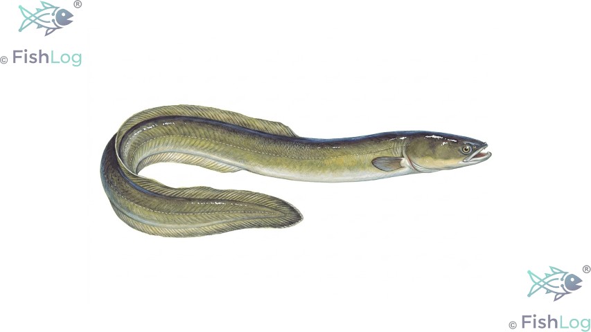 Aal – Symbolbild zur Meldung „Herbstangeln: Fische aktiv und Gewässer in Bewegung“