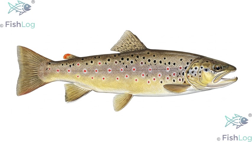 Bachforelle – Symbolbild zur Meldung „Wiederaufleben der Wilde Aar für Angler“