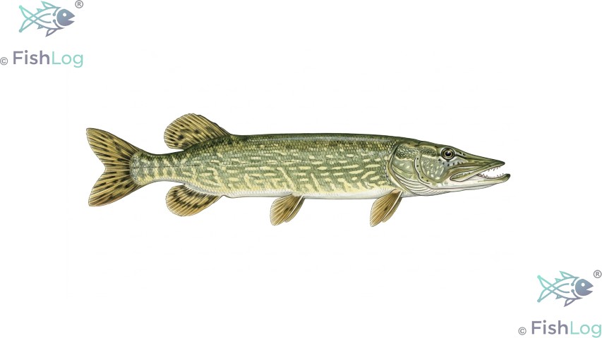 Hecht – Symbolbild zur Meldung „Neue Fangregeln für Angler in Mecklenburg-Vorpommern“