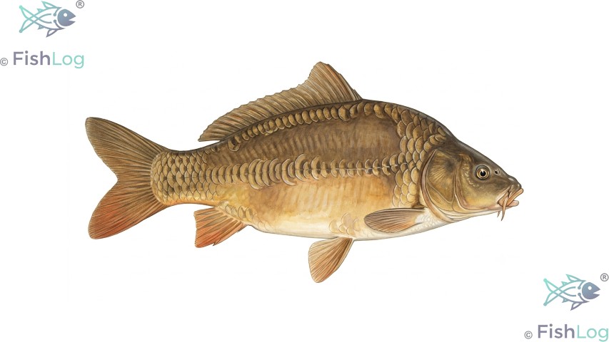 Karpfen – Symbolbild zur Meldung „Toten Holz als attraktive Angelstelle: Fische finden Schutz und Nahrung“