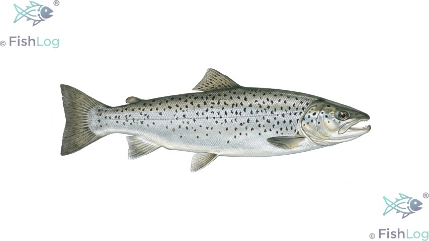 Meerforelle – Symbolbild zur Meldung „Fischsterben im Kieler Hafen: Tote und geschwächte Fische“