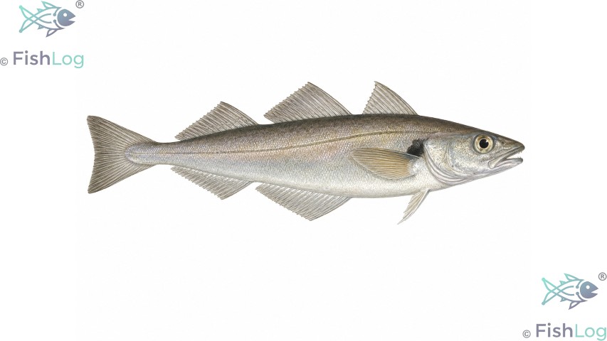 Wittling – Symbolbild zur Meldung „Krabbenfischerei in Niedersachsen läuft schlecht“